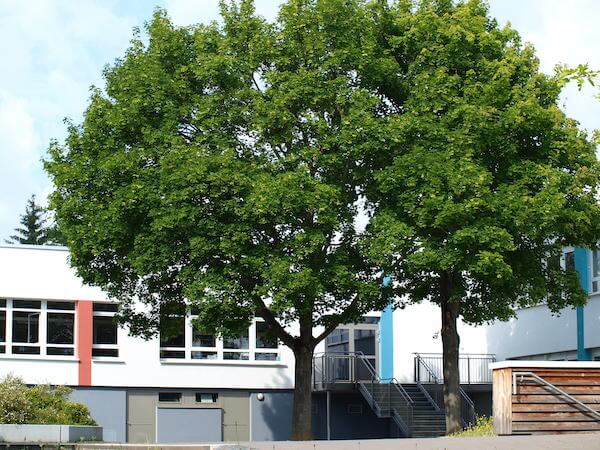 Schulhof mit Baum